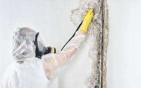 Best Black Mold Removal  in Crosby, TX